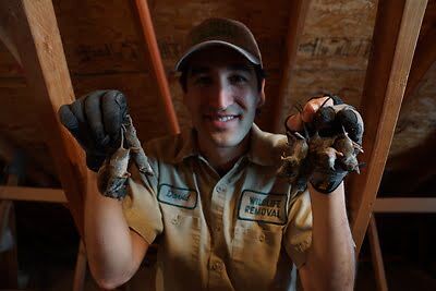mouse trapping